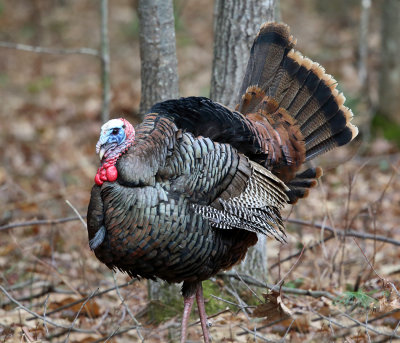 Wild Turkey - Meleagris gallopavo