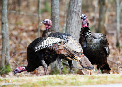 Wild Turkey - Meleagris gallopavo