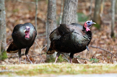 Wild Turkey - Meleagris gallopavo