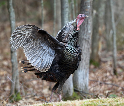 Wild Turkey - Meleagris gallopavo