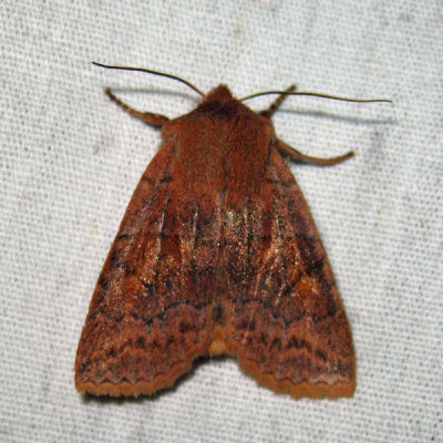 9935 - Three-spotted Sallow - Eupsilia tristigmata