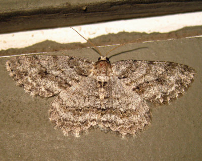 6599 - Tulip-tree Beauty - Epimecis hortaria