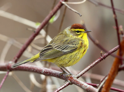 Palm Warbler - Setophaga palmarum