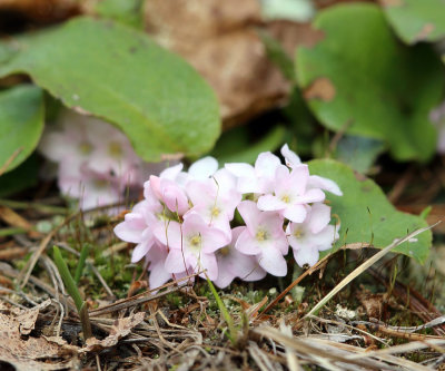 Mayflower or Trailing Arbutus - Epigaea repens