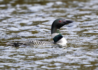 Common Loon - Gavia immer