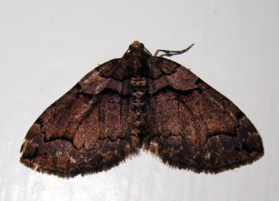 7329 – Variable Carpet Moth – Anticlea vasiliata