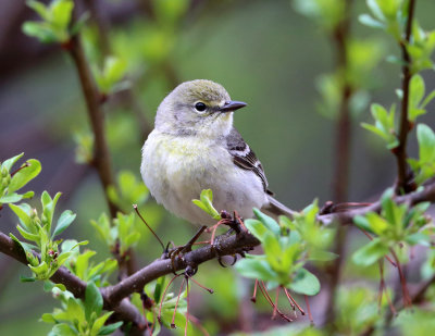 Pine Warbler - Setophaga pinus (female)