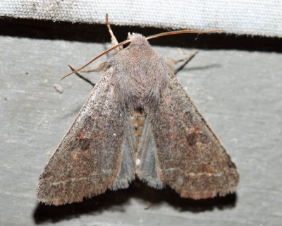 10495 – Speckled Green Fruitworm Moth – Orthosia hibisci