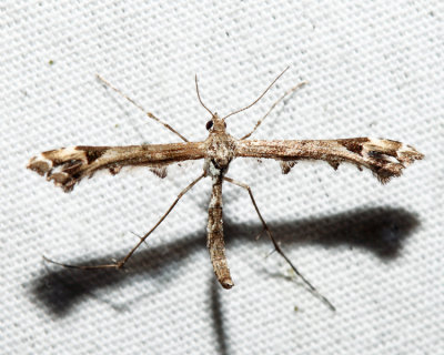 6118 - Geranium Plume Moth  - Amblyptilia pica