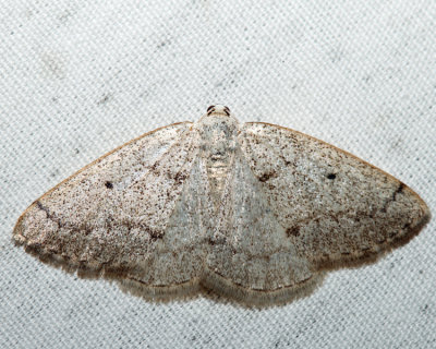 6668 – Gray Spring Moth – Lomographa glomeraria