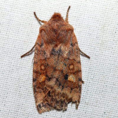 9935 – Three-Spotted Sallow – Eupsilia tristigmata