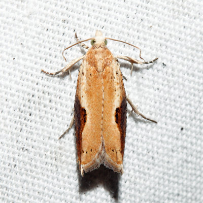 3257 - Pseudexentera costomaculana