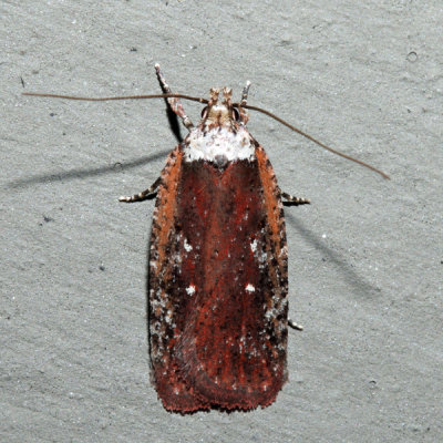 0857  Agonopterix lythrella