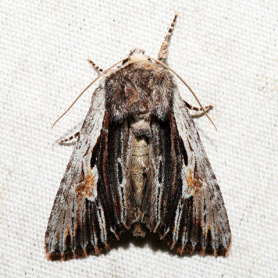 10520 - Bicolored Woodgrain - Morrisonia evicta