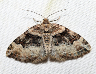 7390 – Toothed Brown Carpet – Xanthorhoe lacustrata