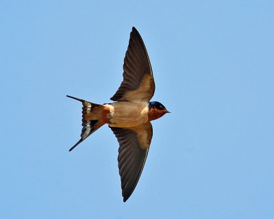 Barn Swallow - Hirundo rustica 