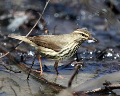 Northern Waterthrush - Parkesia noveboracensis