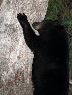 Black Bear - Ursus americanus