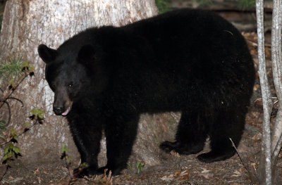 Black Bear - Ursus americanus