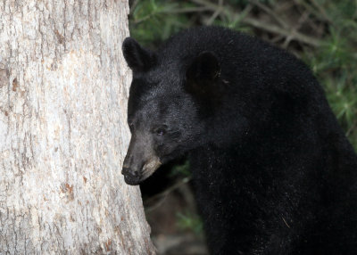 Black Bear - Ursus americanus