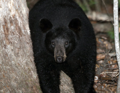 Black Bear - Ursus americanus