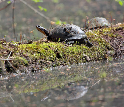 Blanding's Turtle - Emydoidea blandingi