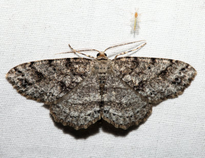 6570 – Four-Barred Gray – Aethalura intertexta