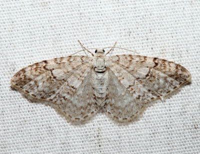 7428 – Brown-shaded Carpet Moth – Venusia comptaria