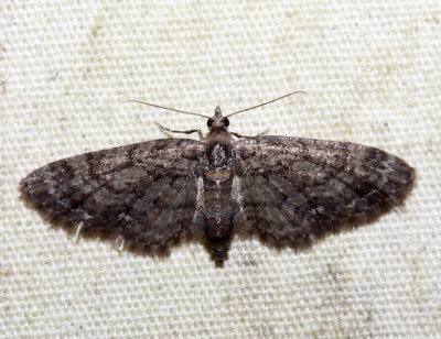 7459 - Eupithecia columbiata (female)