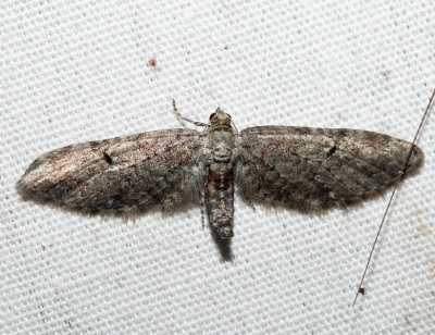 7530 - Eupithecia swettii (female)