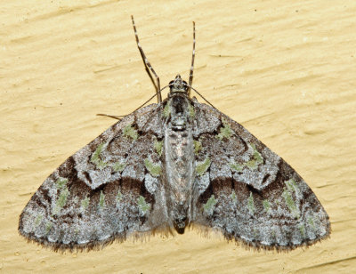 7637 - Mottled Gray Carpet - Cladara limitaria