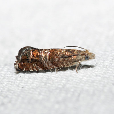 3415 - Southern Pine Catkinworm Moth - Satronia tantilla