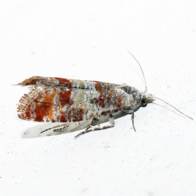 2868 – Pitch Pine Tip Moth – Rhyacionia rigidana