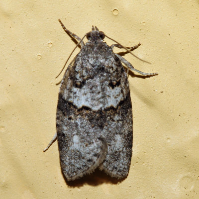 3672 - Gray Leafroller - Syndemis afflictana