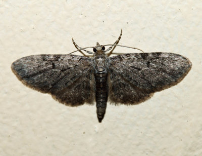 7537.1 - Eupithecia sharronata (male)