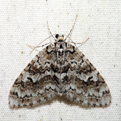7637 - Mottled Gray Carpet - Cladara limitaria