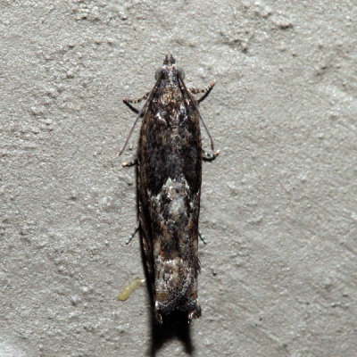 3263 - Pecan Bud Moth - Gretchena bolliana