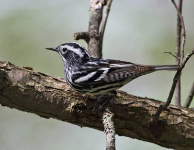 Black and White Warbler - Mniotilta varia