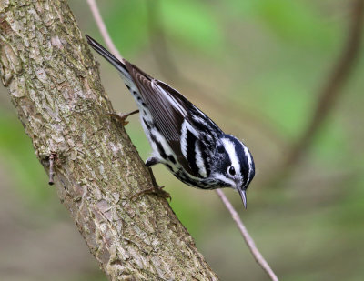 Black and White Warbler - Mniotilta varia