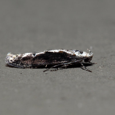 1828 – Coleotechnites quercivorella
