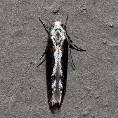 1828 – Coleotechnites quercivorella