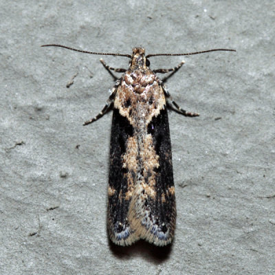 2093  Black-smudged Chionodes  Chionodes mediofuscella