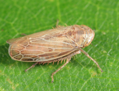 Leafhoppers genus Streptanus