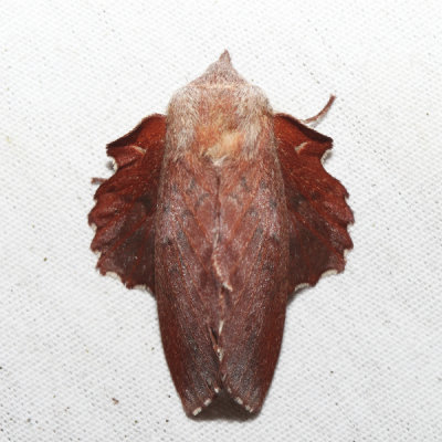 7687 - American Lappet Moth - Phyllodesma americana