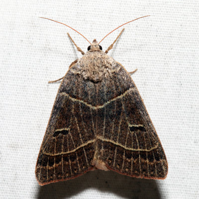 8591 - Common Oak Moth - Phoberia atomaris