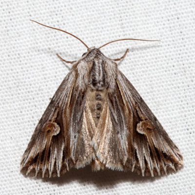 9582 - Gray Half-spot - Nedra ramosula