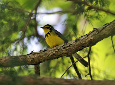 Canada Warbler - Cardellina canadensis