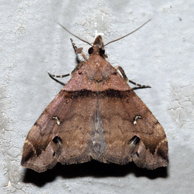 8393 – Ambiguous Moth – Lascoria ambigualis
