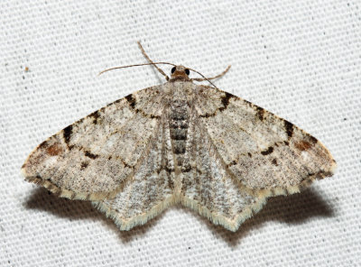 6348 – Hemlock Angle Moth – Macaria fissinotata