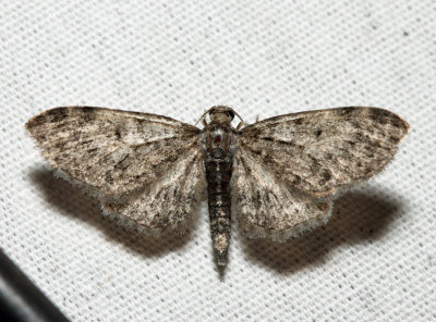 7491 - Eupithecia fletcherata (male)